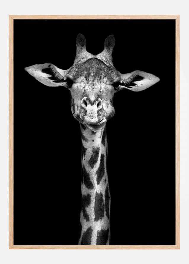 Chewing Giraffe Juliste