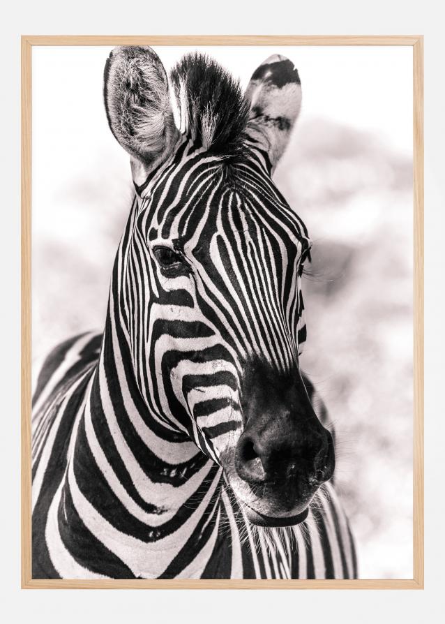Zebra Juliste