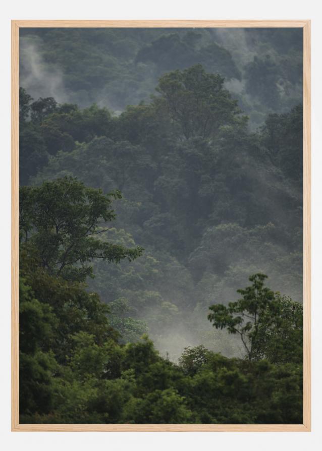 Rainforest Juliste