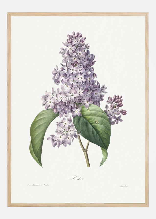 Lilac Flower Juliste