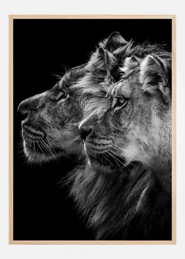 Lion and lioness portrait Juliste
