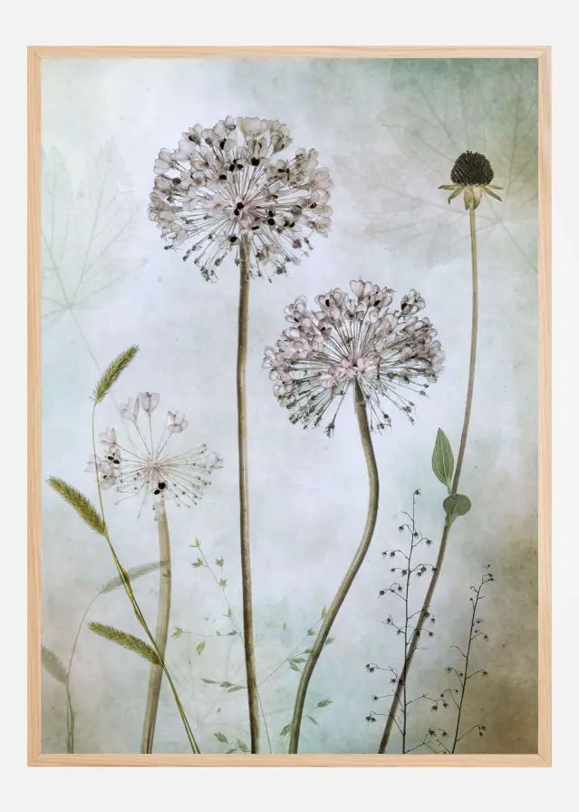 Allium Juliste