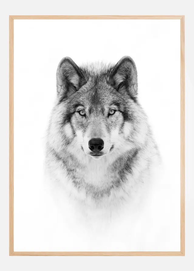 Portrait of a Timber Wolf Juliste