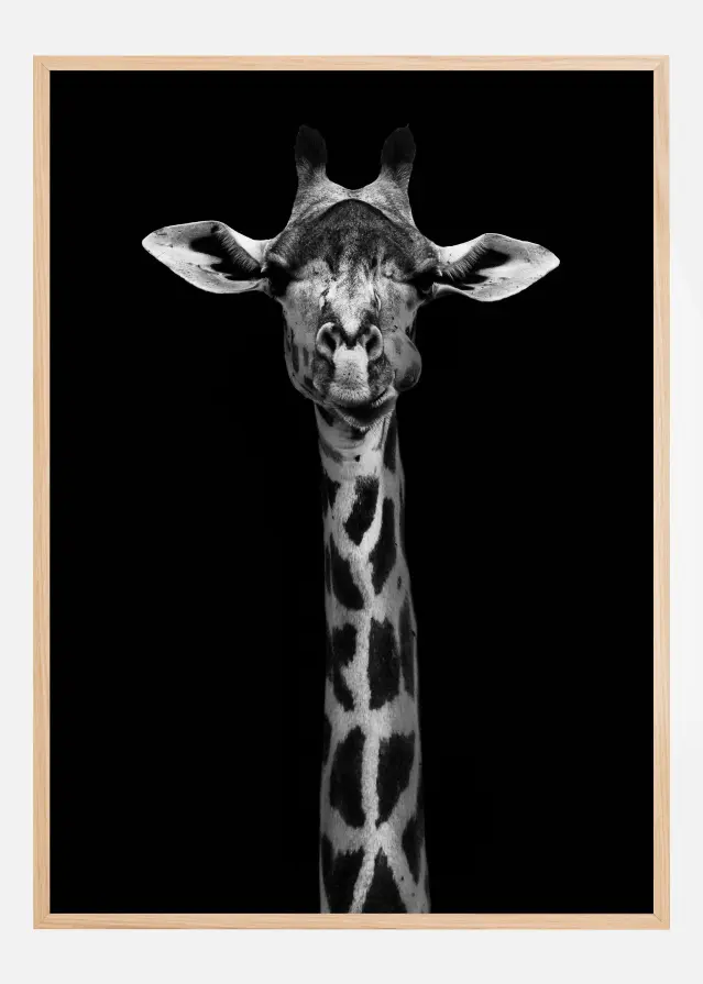 Giraffe Portrait Juliste