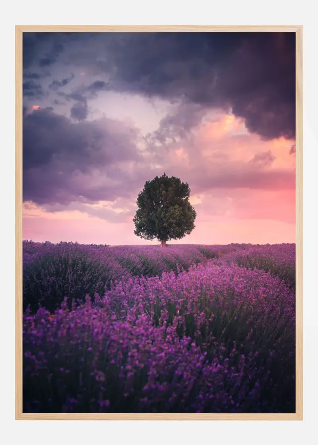 Lavender Fields Juliste