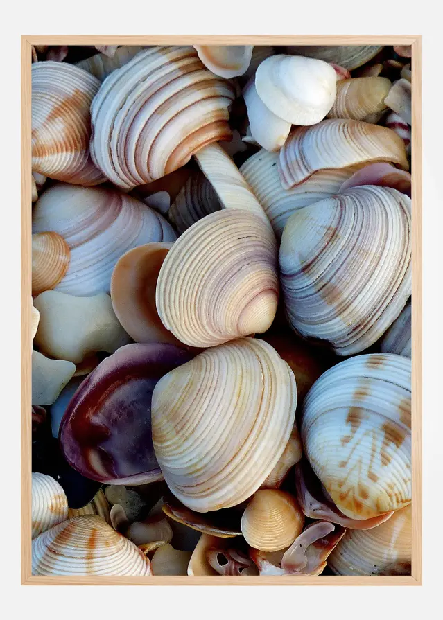 Shells Juliste