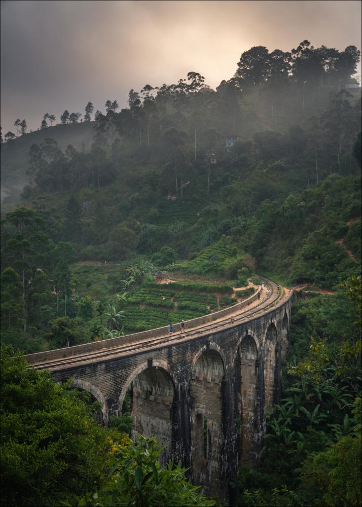 Jungle train rails Juliste