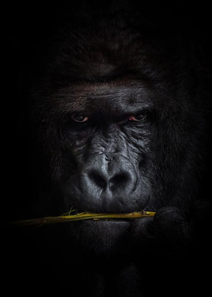 Mysterious gorilla Juliste