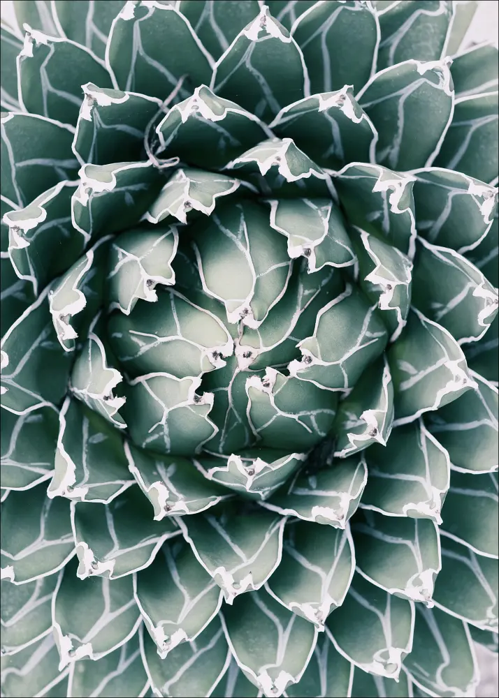 Plant Juliste