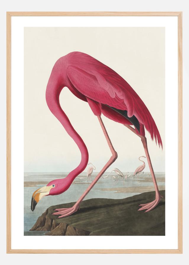 American Flamingo Juliste