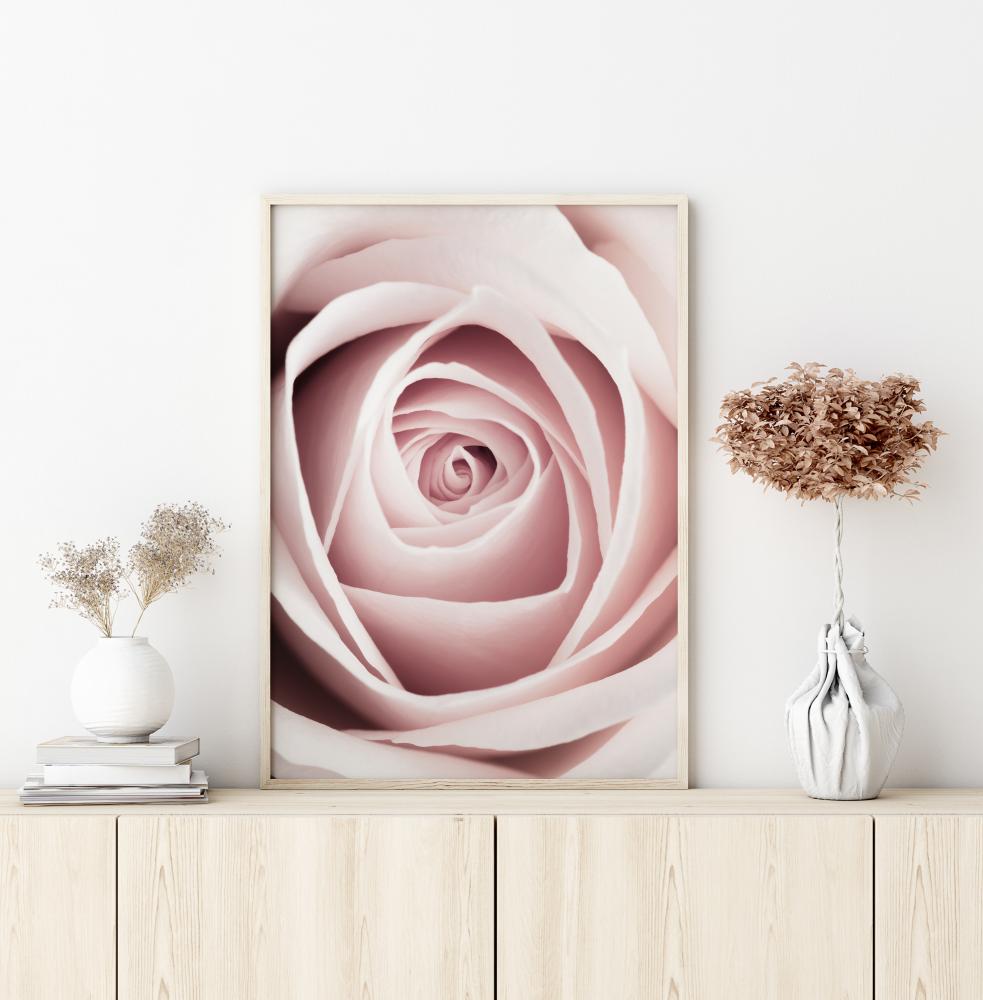 Pink Rose Juliste