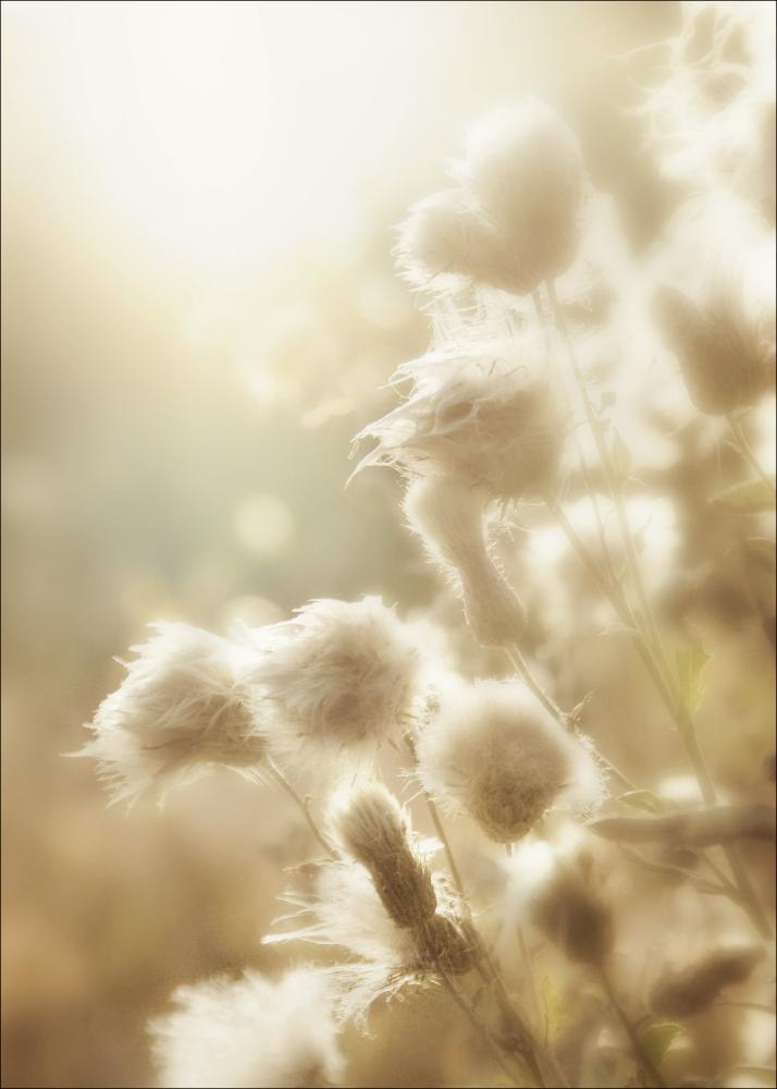 Fluffy flowers Juliste