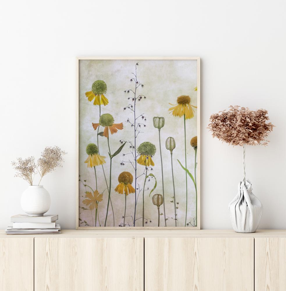 Helenium Juliste