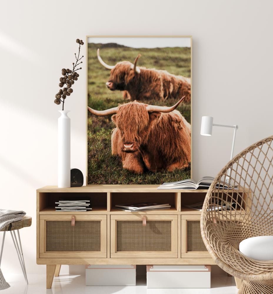 Highland Cattle Juliste