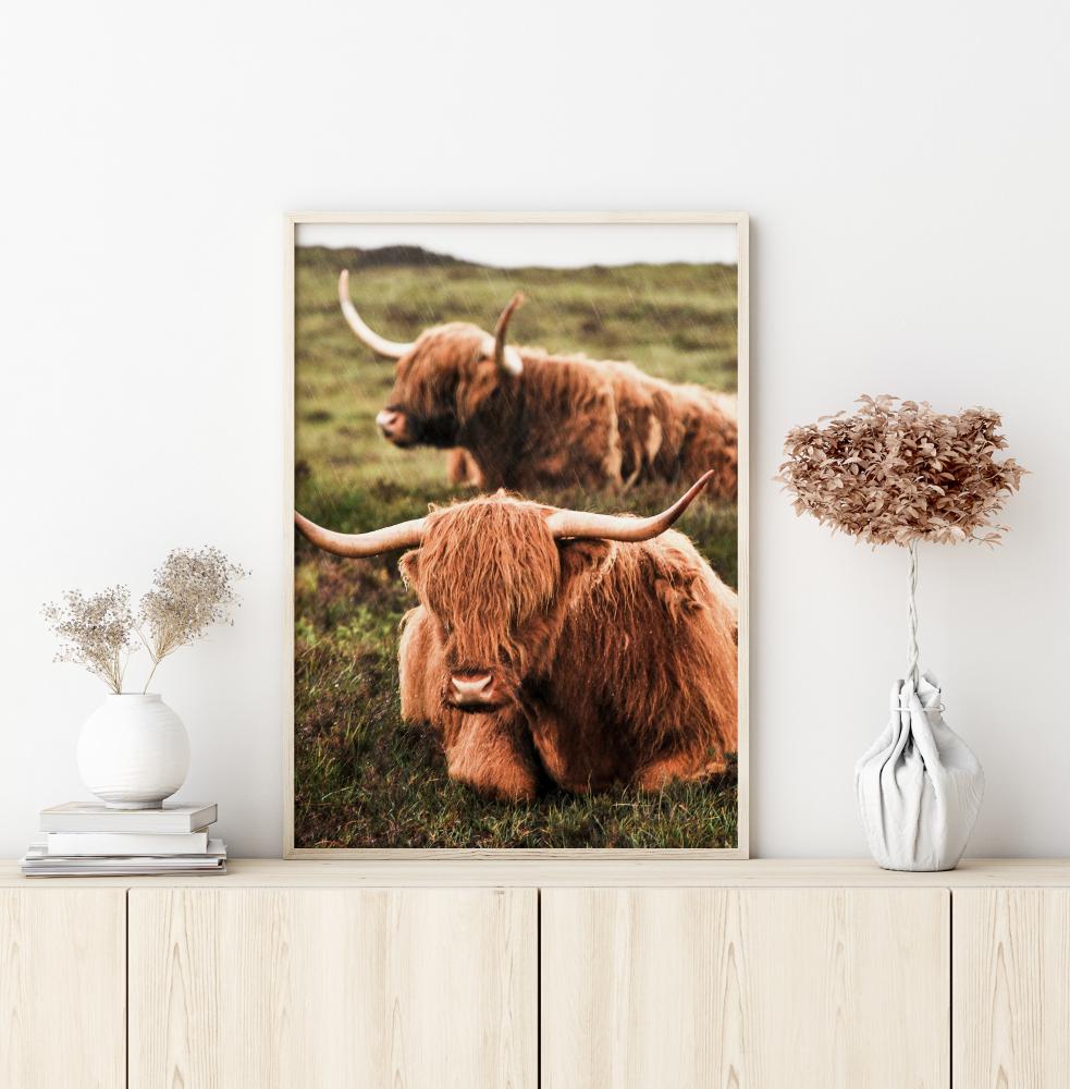 Highland Cattle Juliste