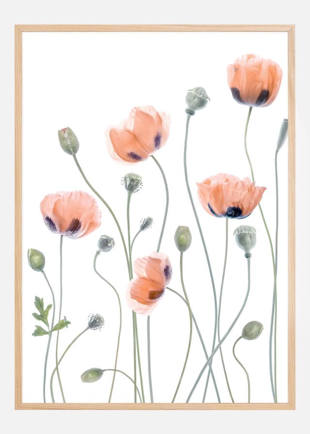 Poppies Juliste