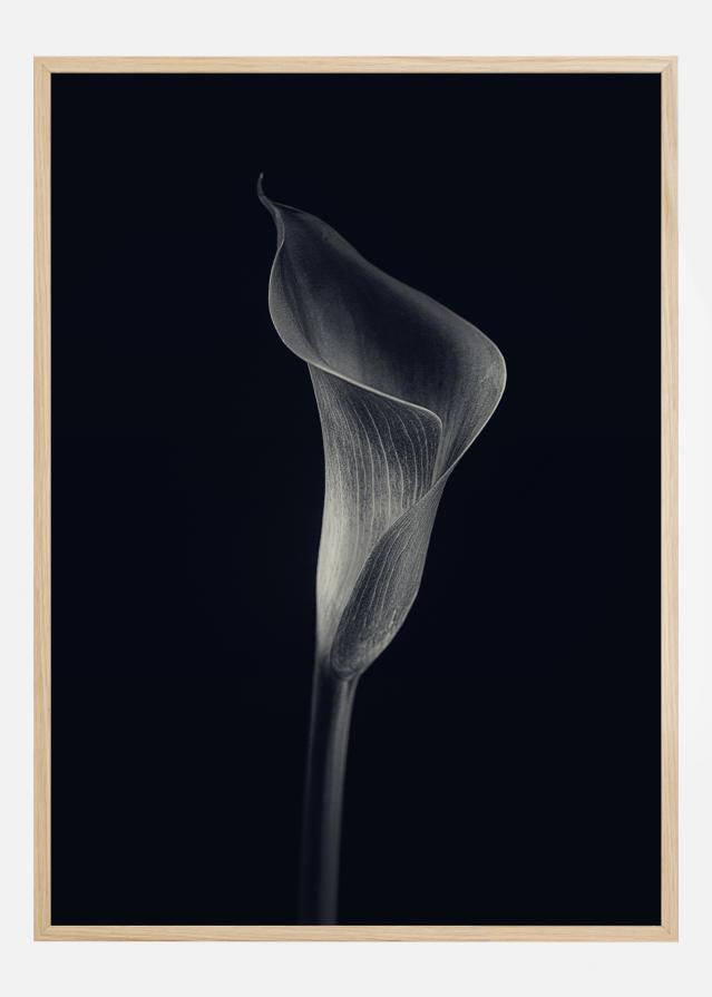 Calla Lily Juliste