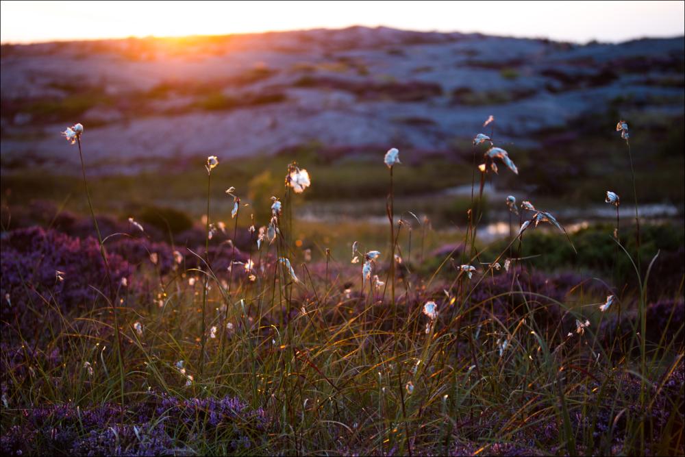 Summer evening on the rocks Juliste