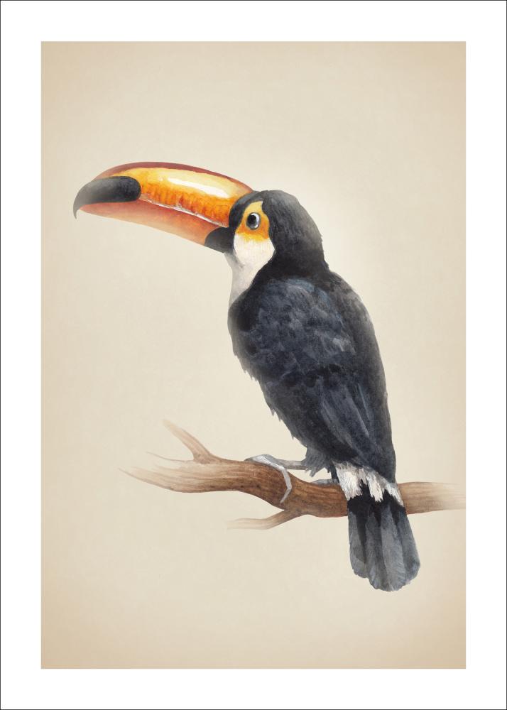 Tropical Toucan Juliste