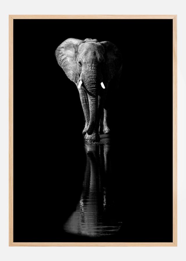 Elephant Juliste