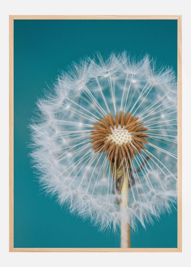 Dandelion Macro Sky Juliste