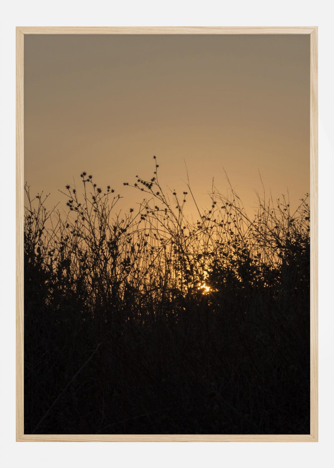 Product Image for Sneak Peak On Sun Juliste (21x29.7 cm (A4))