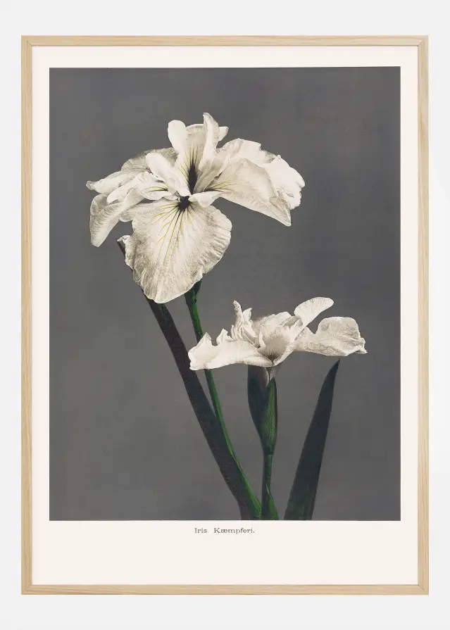 Iris Kabmpferi Juliste