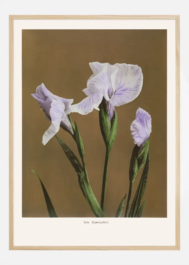 Iris Kabmpferi no2 Juliste