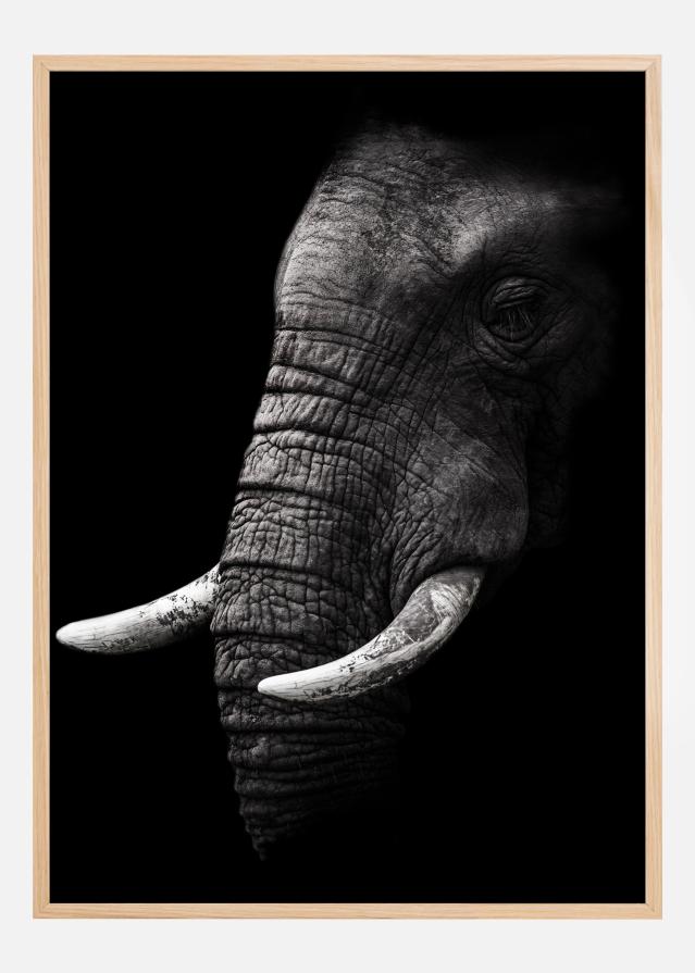 Portrait Elephant Juliste