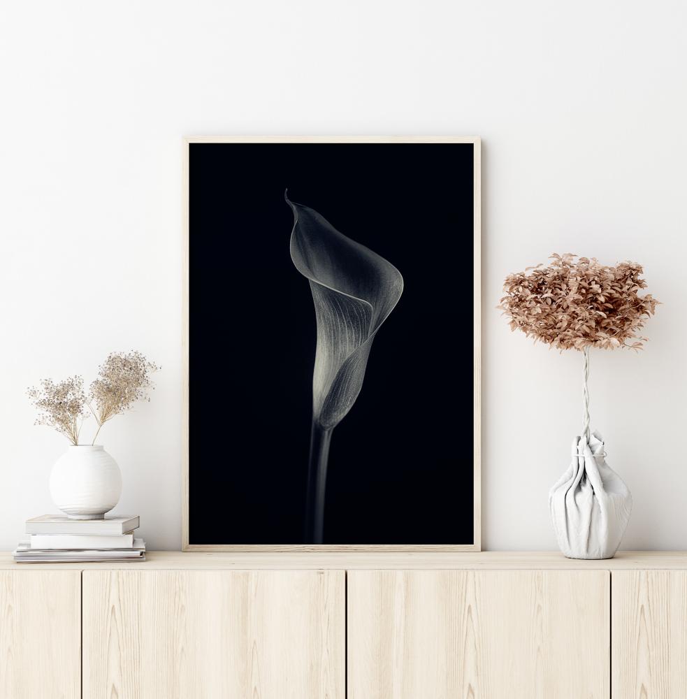 Calla Lily Juliste