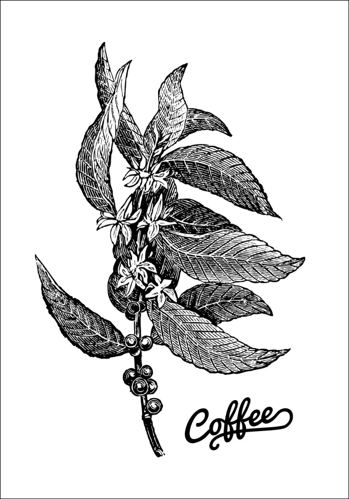 Coffee Botanical Juliste