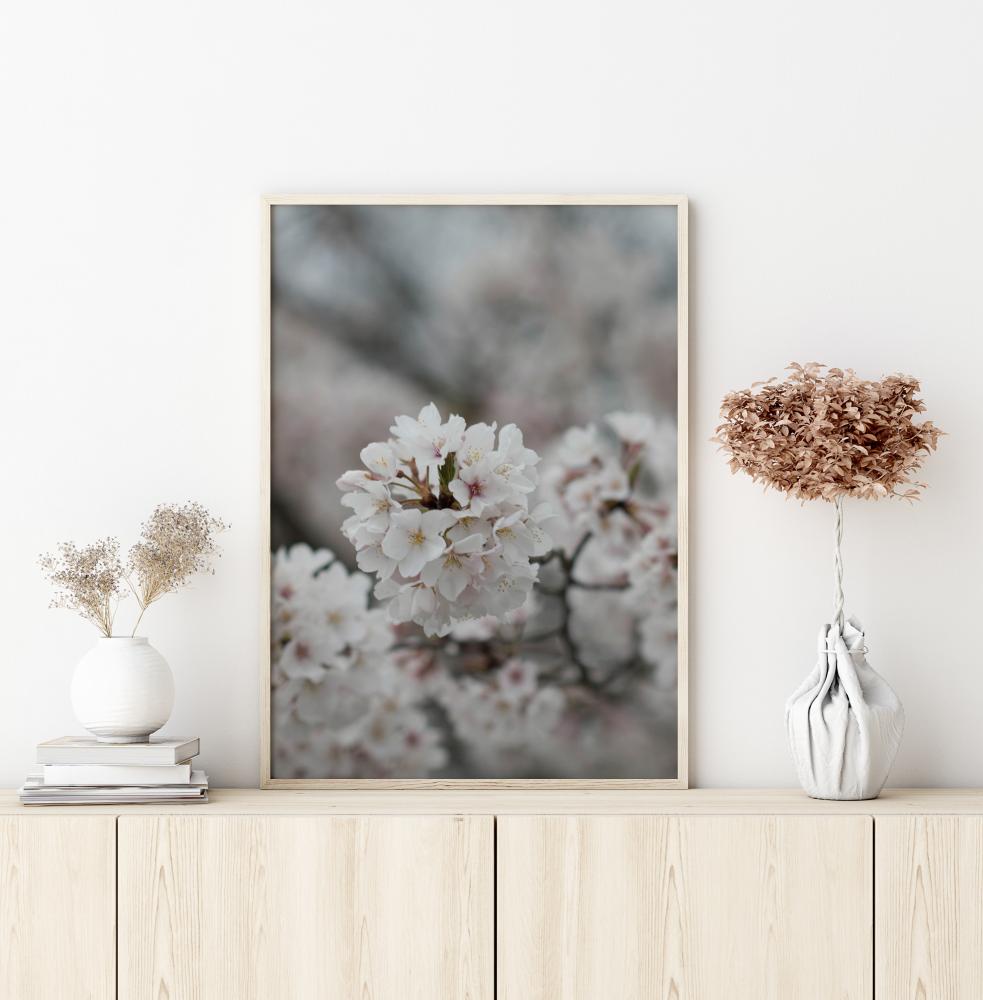 Cherryblossom Juliste