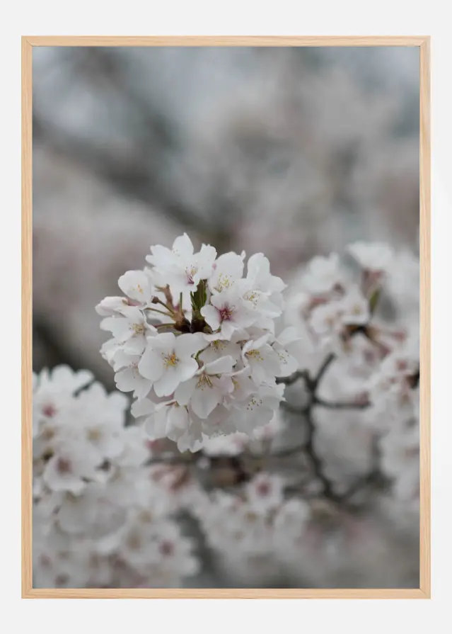 Cherryblossom Juliste