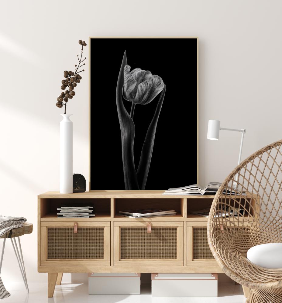 Rembrandt Tulip Juliste