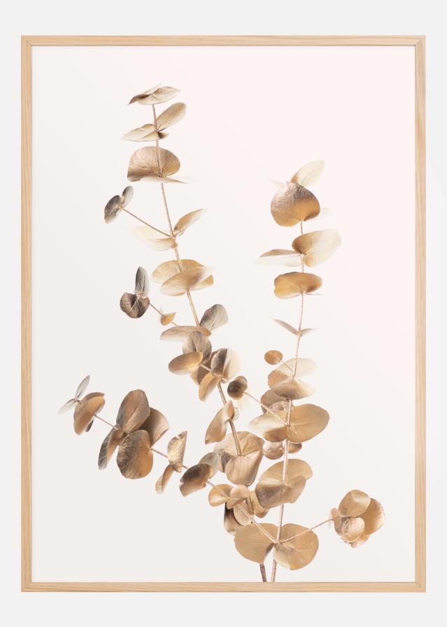 Eucalyptus Gold II Juliste