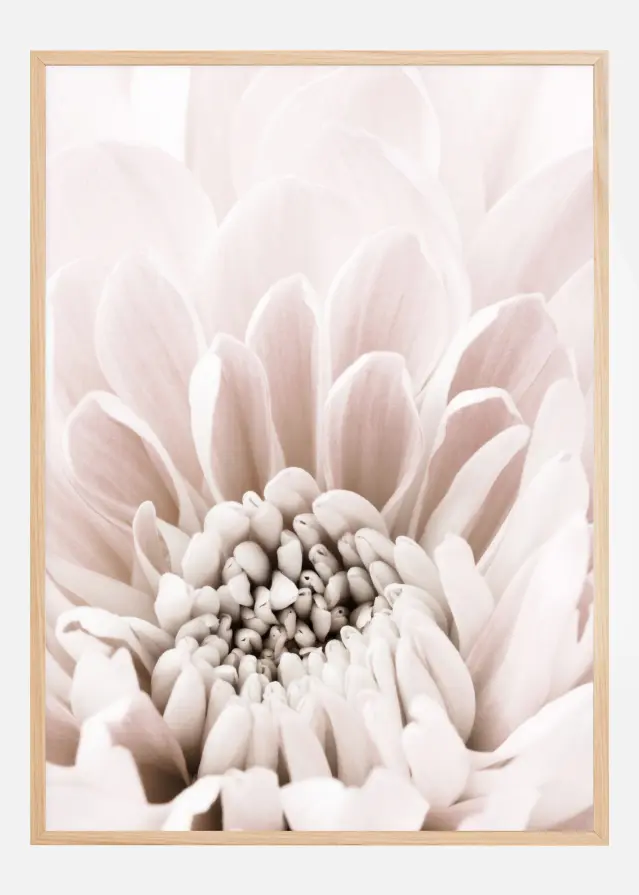 Chrysanthemum I Juliste