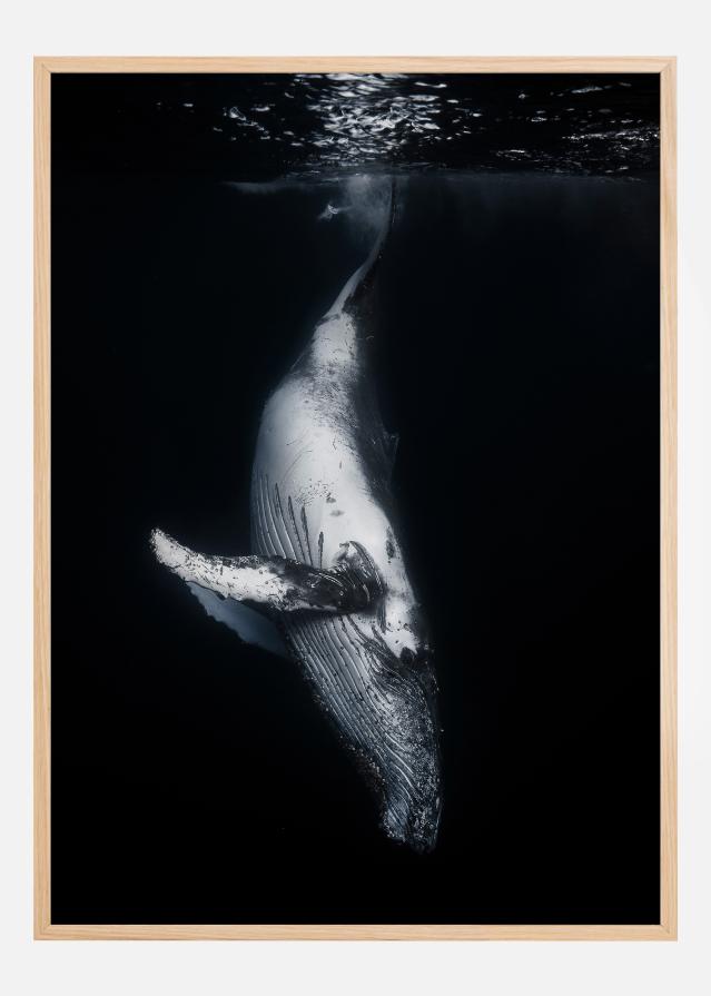 Black Whale Juliste