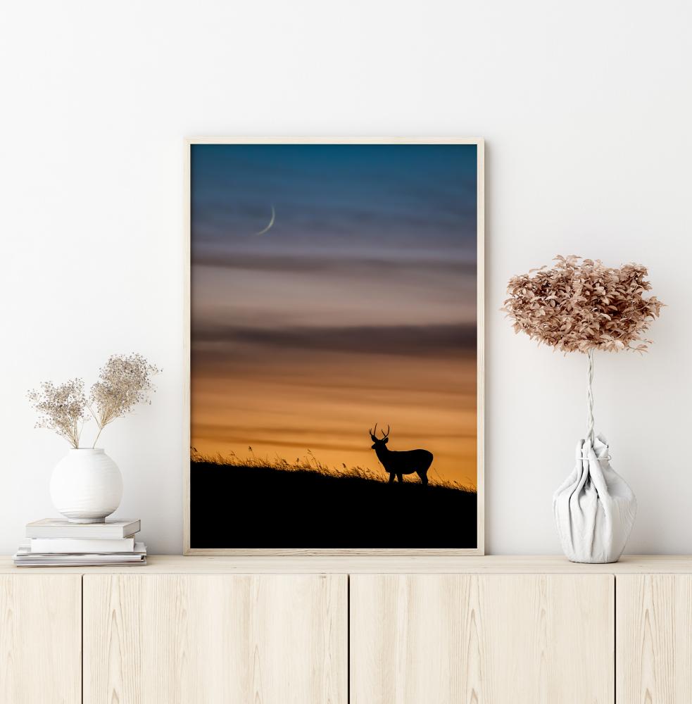 Deer In Sunset Juliste