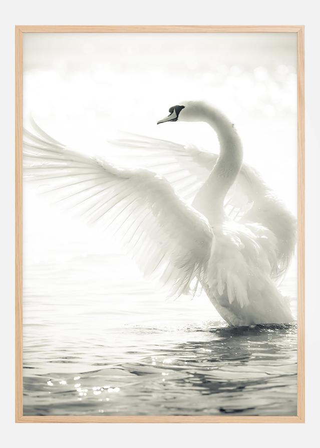 Swan Juliste