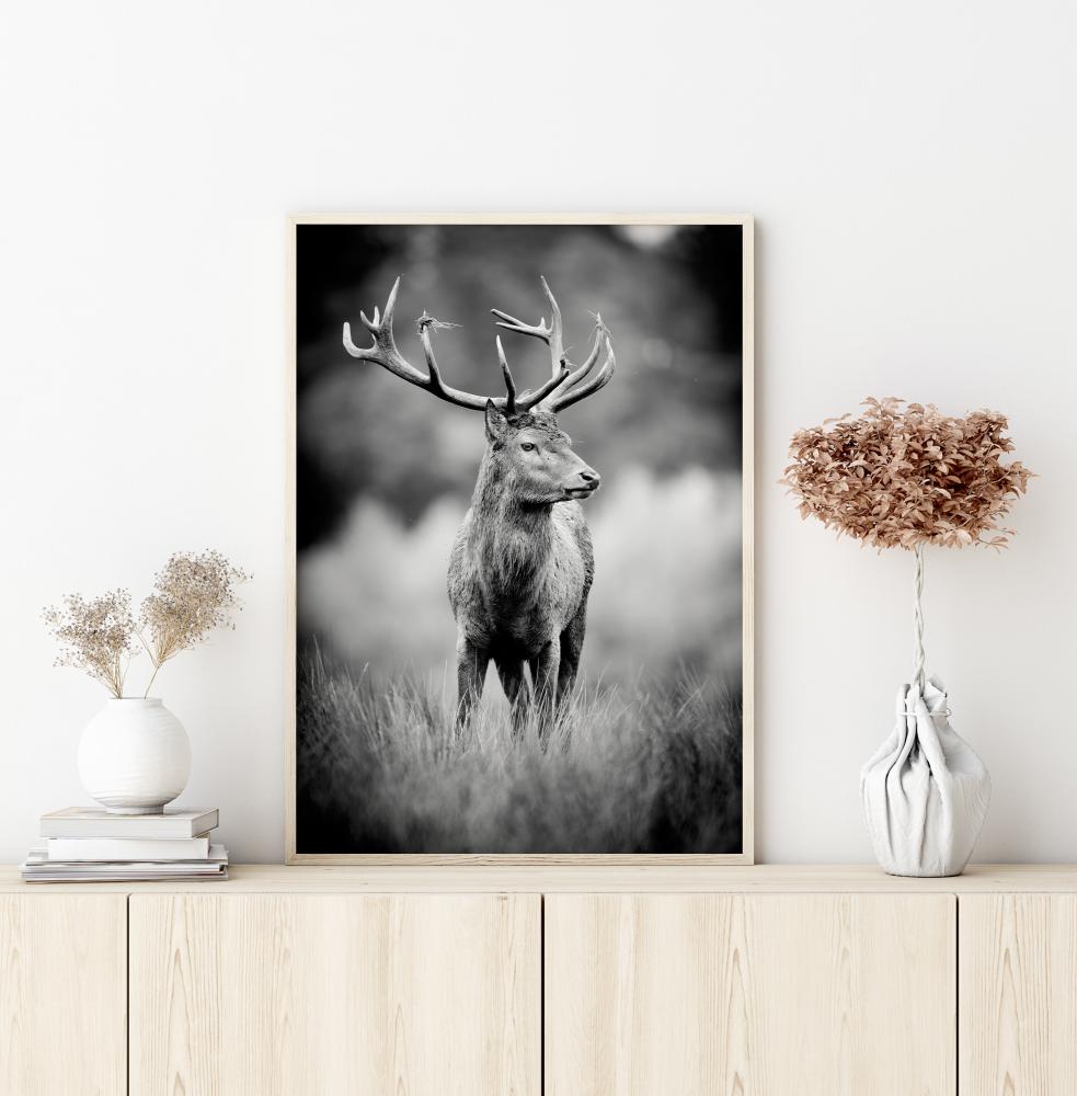 Deer With Horns Juliste