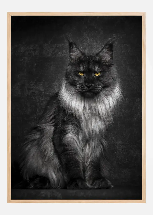 Maincoon Juliste