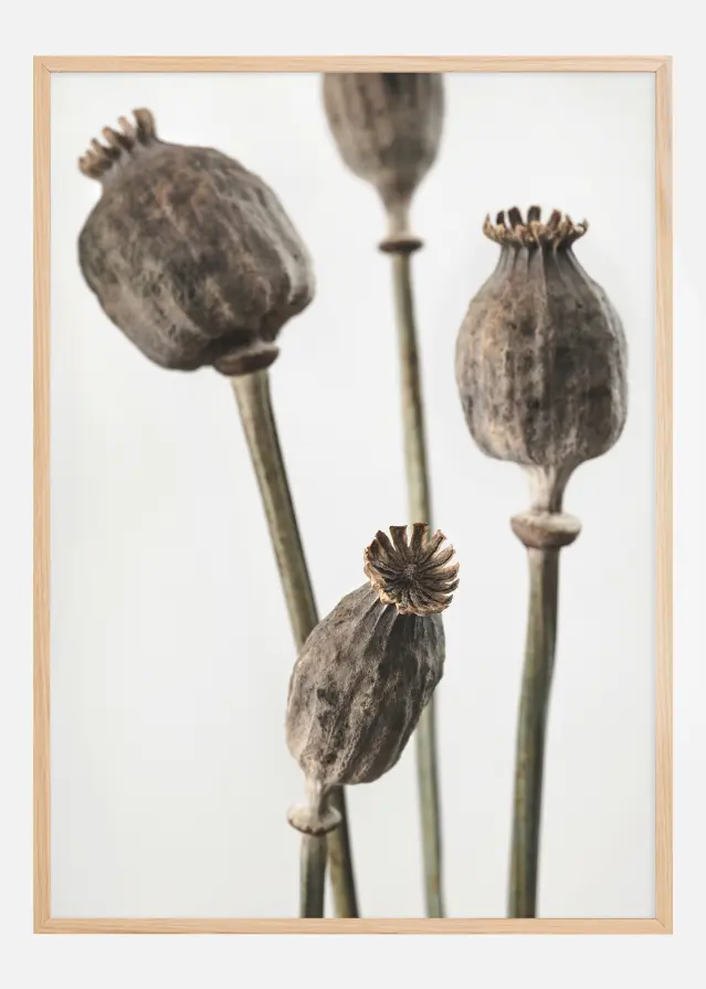Dried 006 Juliste