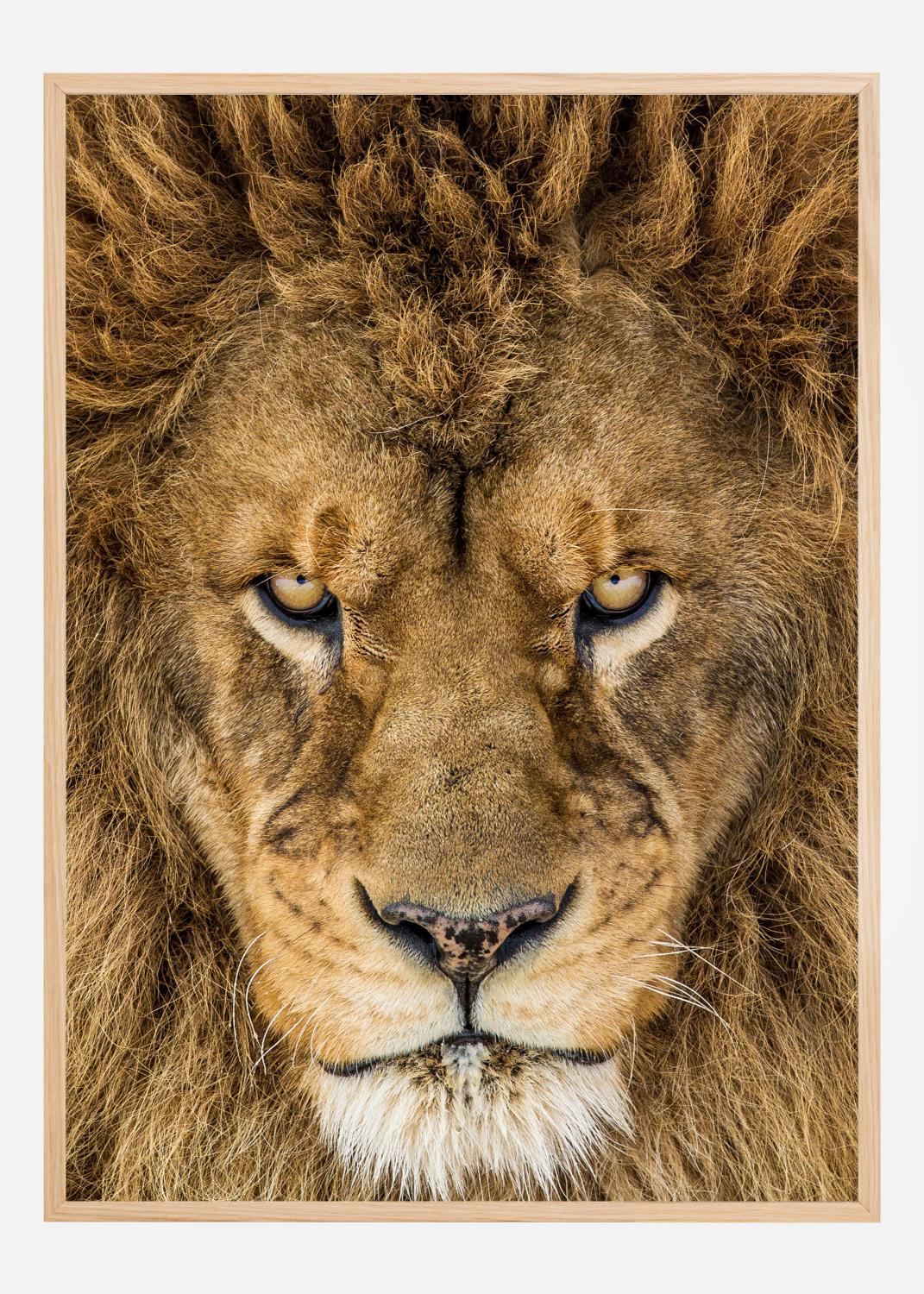Product Image for Serious Lion Juliste (21x29.7 cm (A4))
