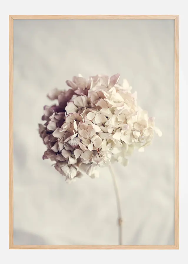 Dried Hydrangea Juliste