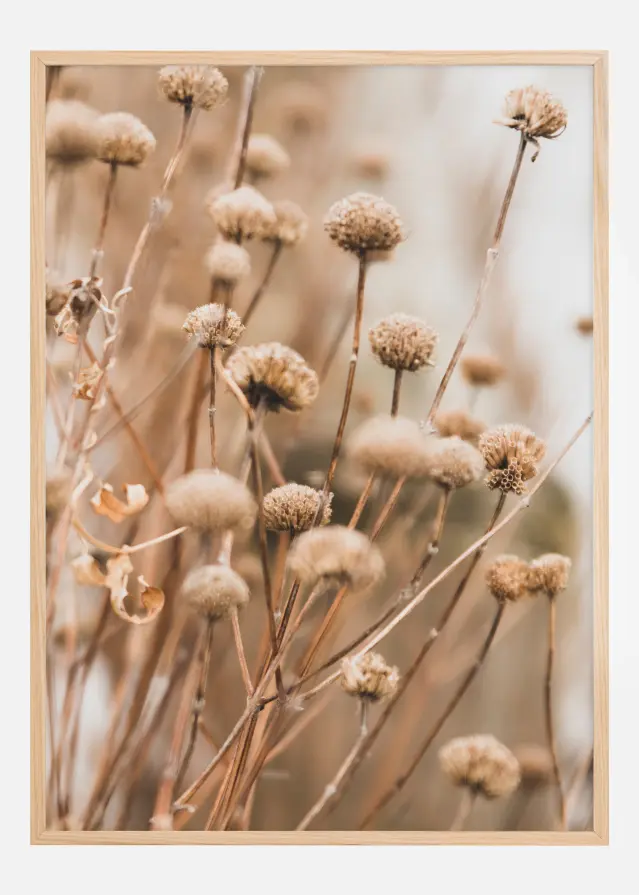 Dried up flowers Juliste