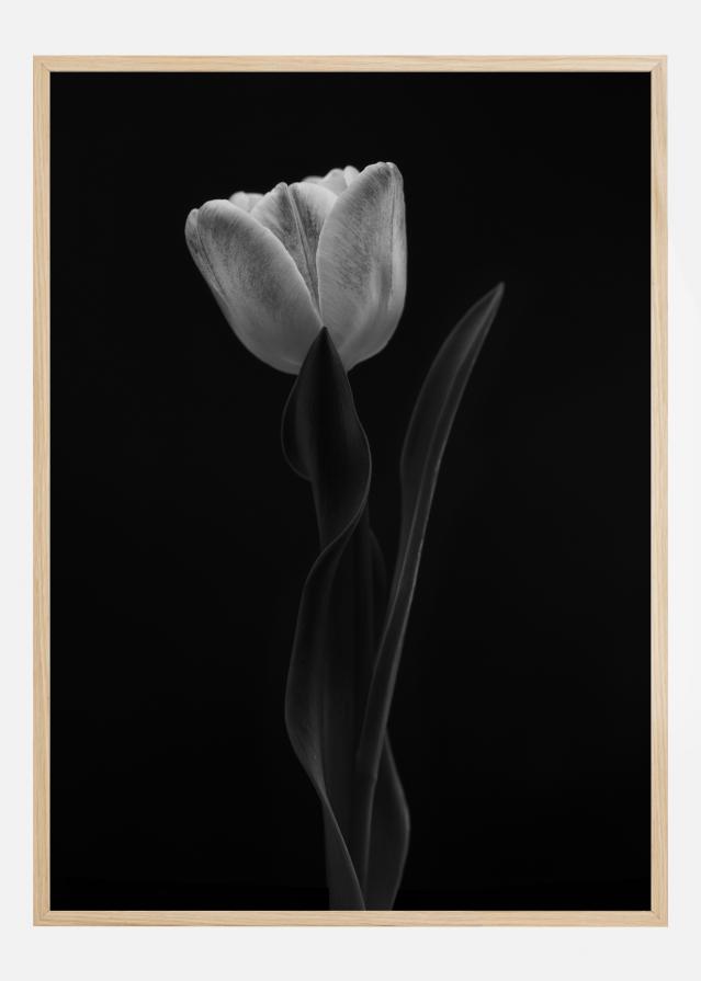 Tulip Juliste