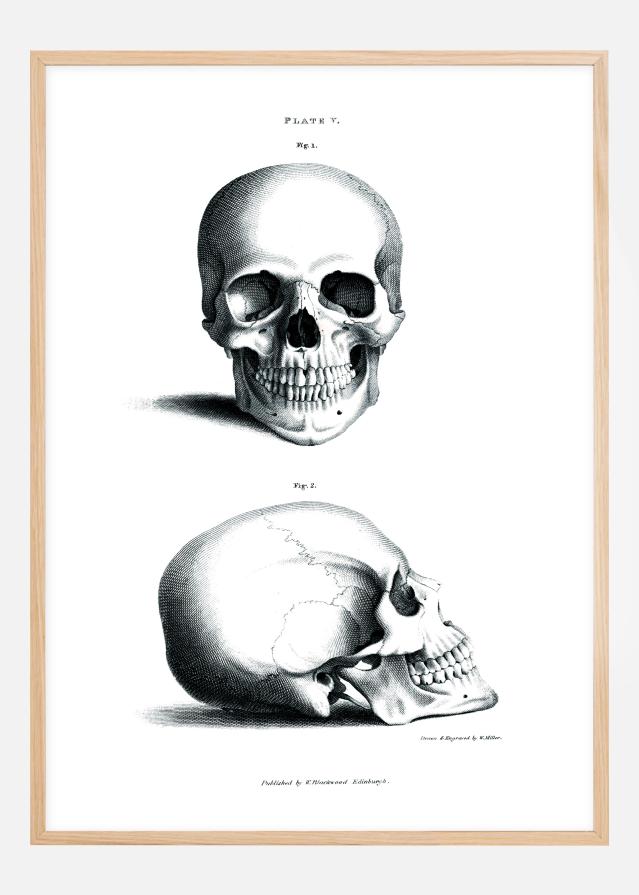 Skull 1880 Juliste