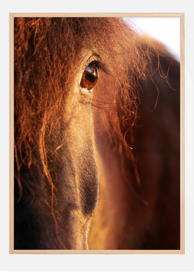 Horse sunset Juliste