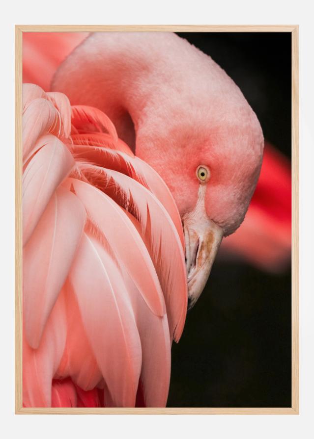 Flamingo Juliste