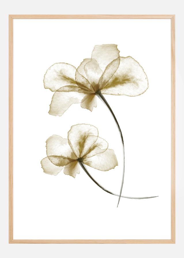 Pressed Flowers Juliste